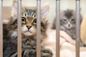 Adopt - St. George Animal Shelter